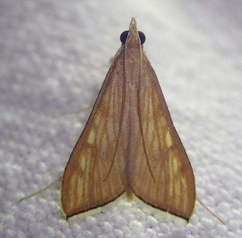 Réf. 216 762 : Antigastra catalaunalis